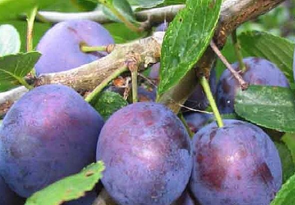 plum eurasia