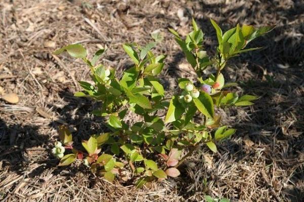 blueberries do not bear fruit