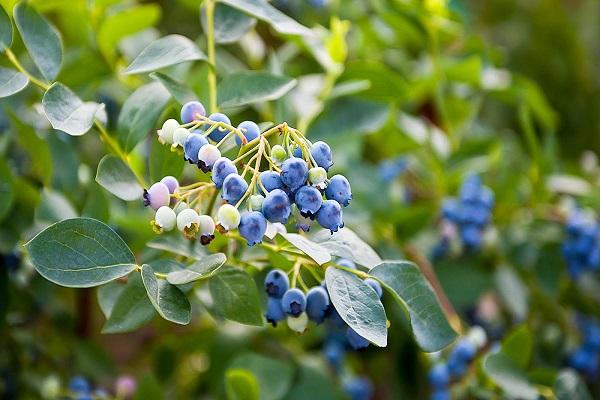 dwarf fruits