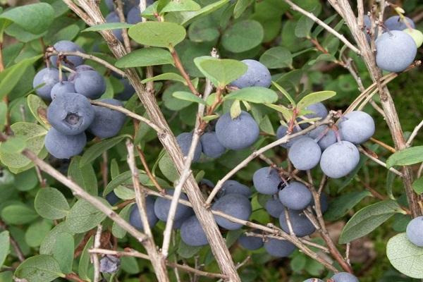 mosaic of berries