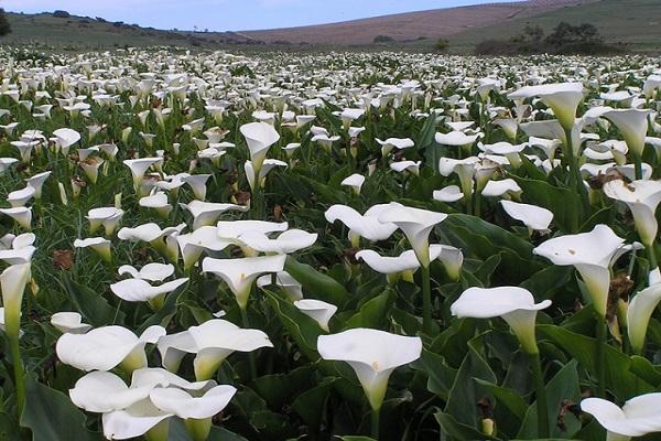 fleurs sur le terrain