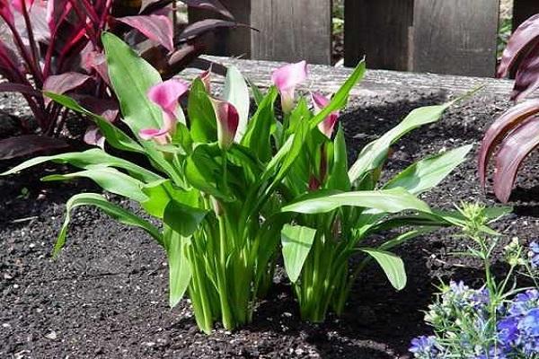 culture en parterre de fleurs