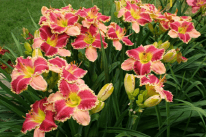 Reasons why daylily does not bloom and what needs to be done to solve