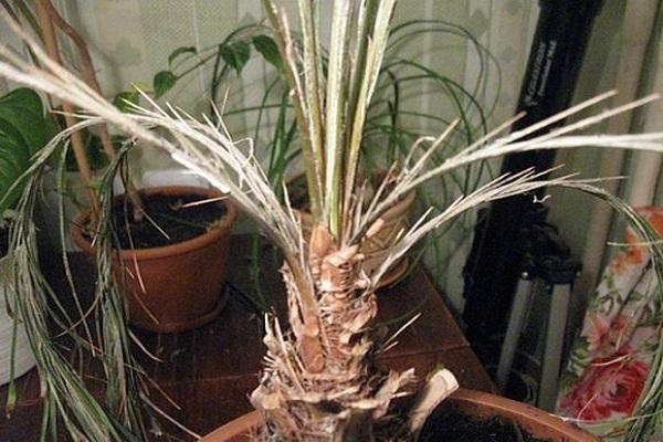 palmera datilera