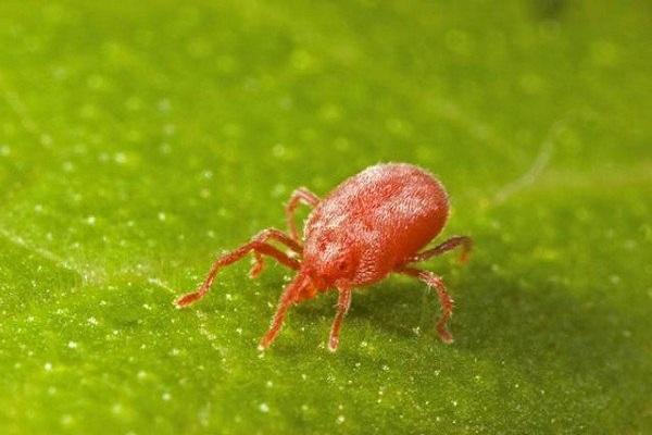 ácaro araña