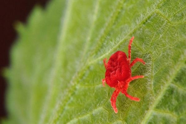 spider mite