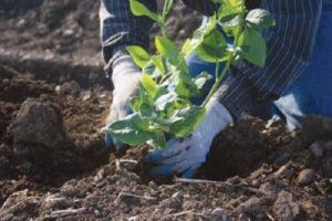 What soil composition is needed for garden blueberries and how to make it yourself