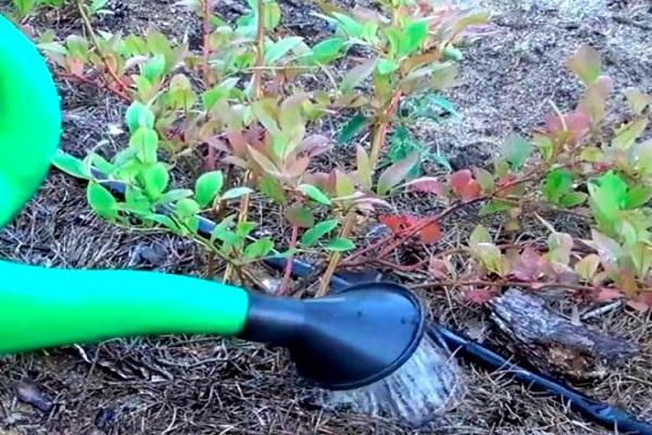 watering plants