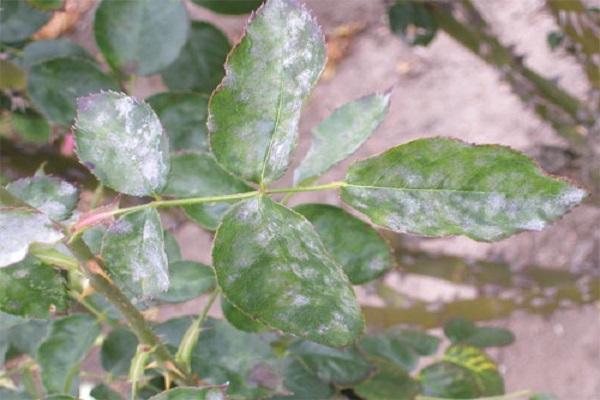 rosée sur les feuilles