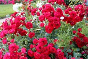 Description of varieties of ground cover roses, planting and care in the open field