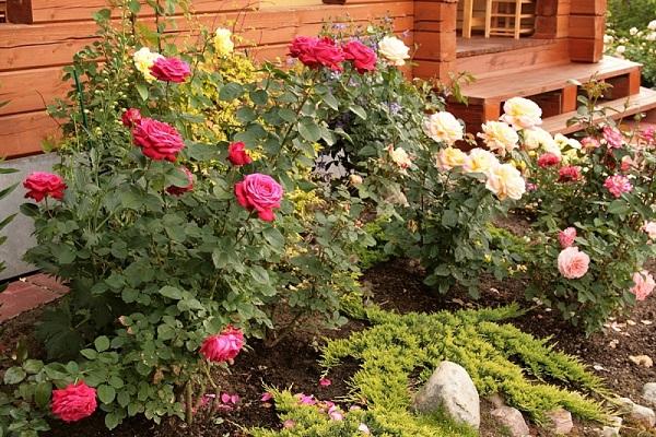 travailler dans le parterre de fleurs