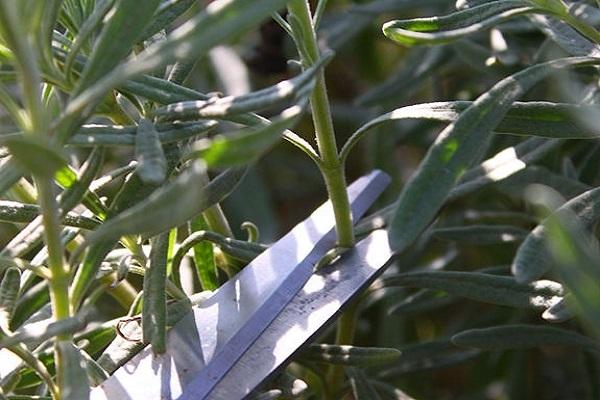 flower pruning