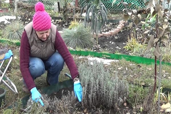 jardinero lavanda