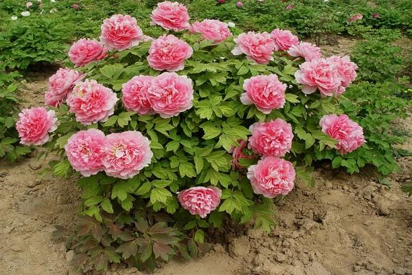 blooming peonies