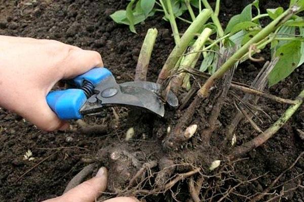 early pruning