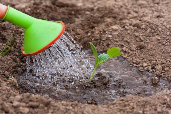 watering flowers