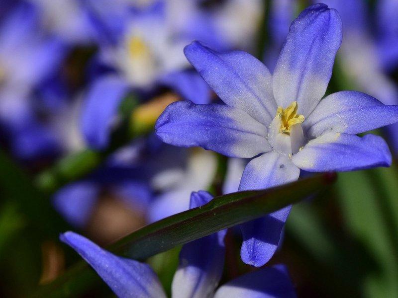 fleur dans un parterre de fleurs