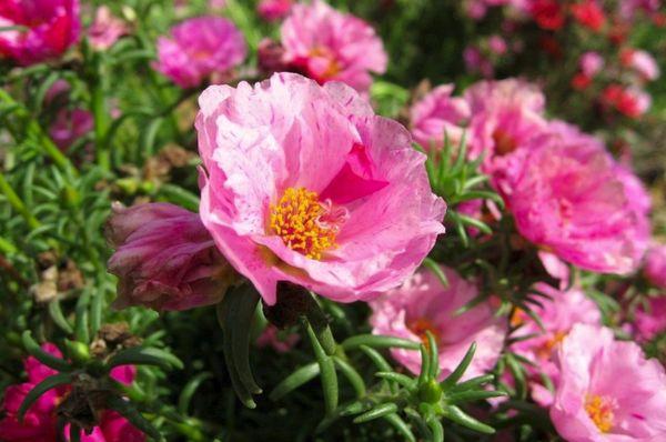 Large-flowered purslane