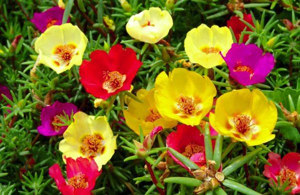 Blooming purslane