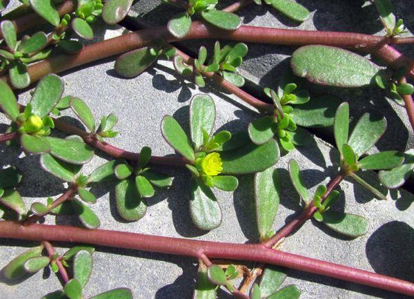 Purslane auginiai