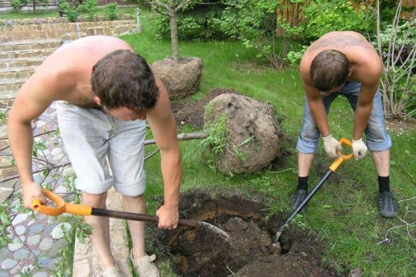 plūmju transplantācija