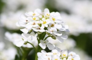 Description des variétés Alyssum, plantation, culture et entretien en plein champ