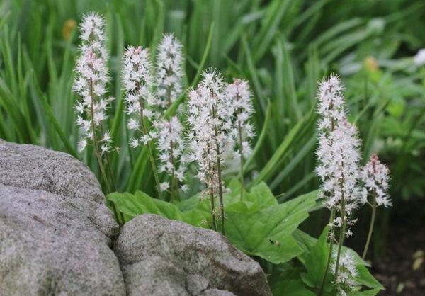 fleurs dans le jardin