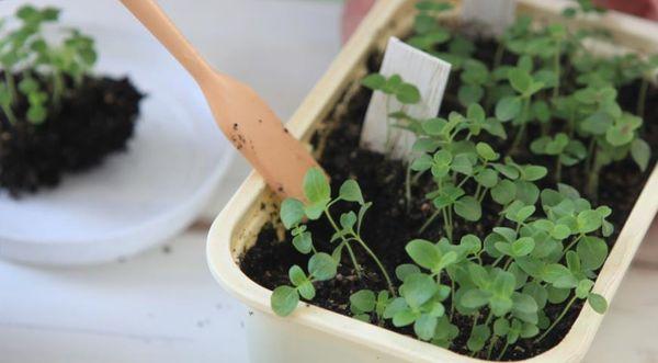 cueillette alyssum