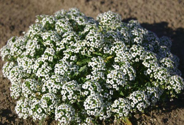 alyssum honey