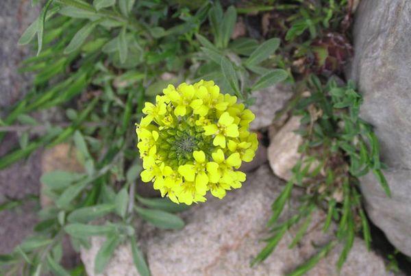 flor de jardin