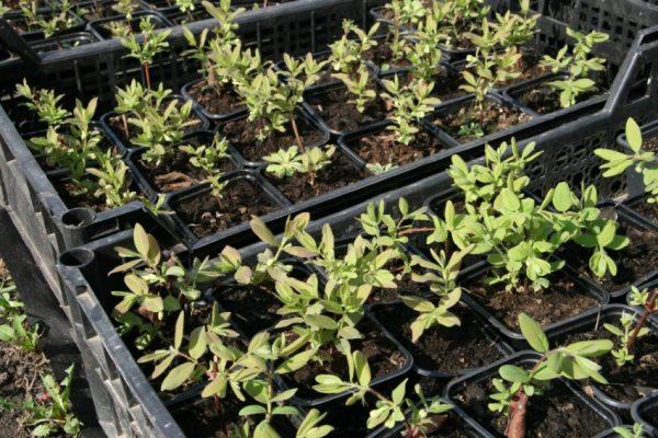  seedling flowers