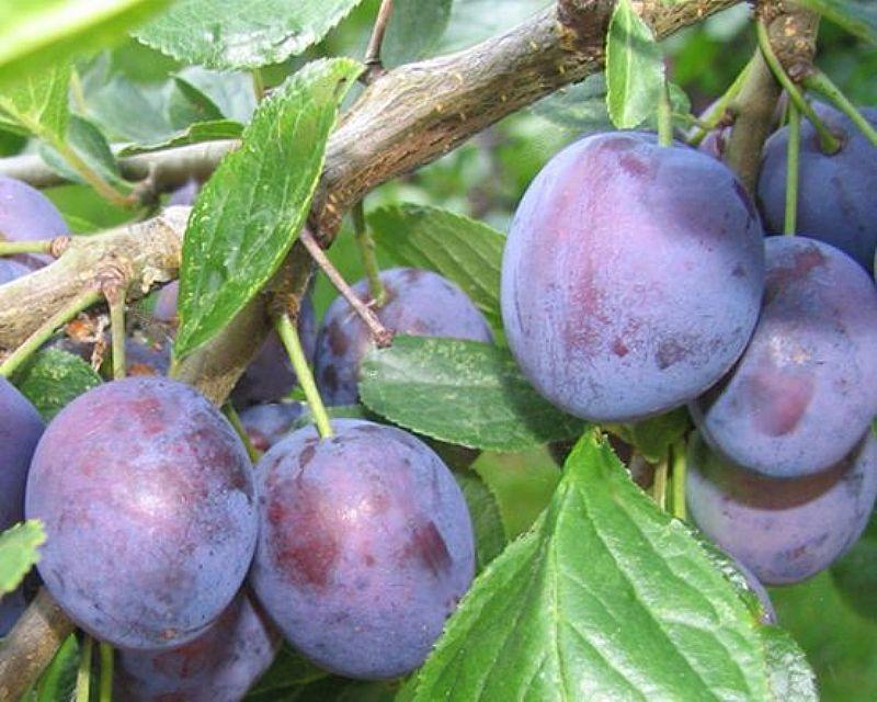 eurasie prune