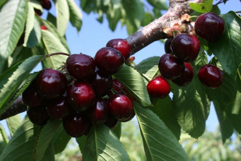 cerezas maduras