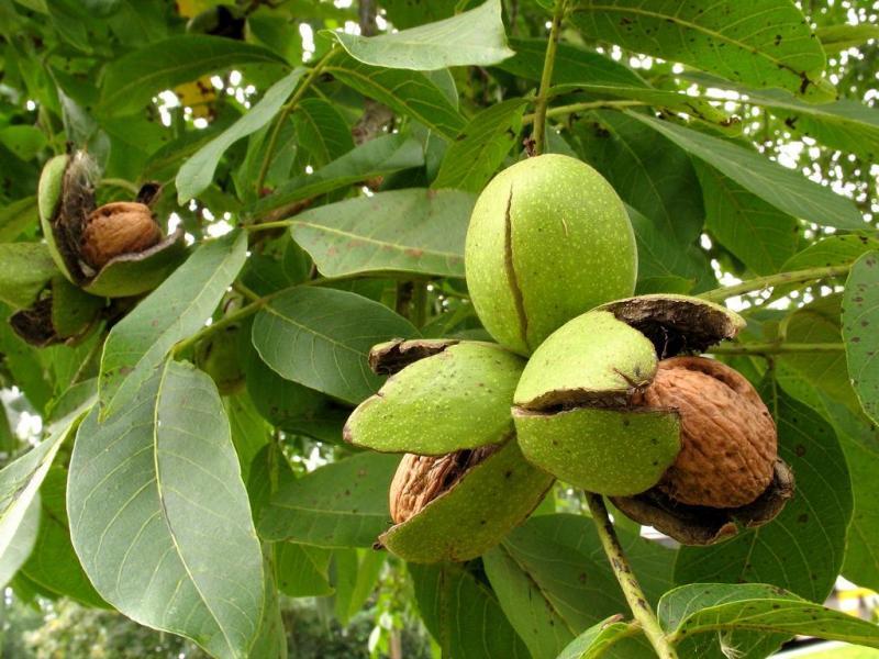 kacang banyak