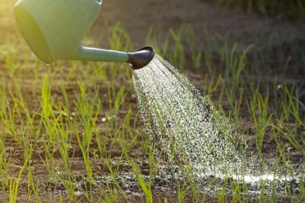 watering onions with salt