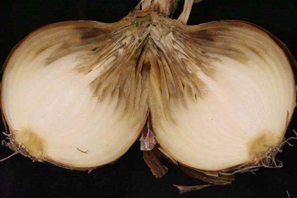 ornamental onion disease