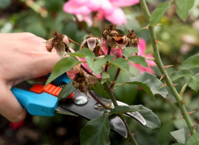 rose pruning