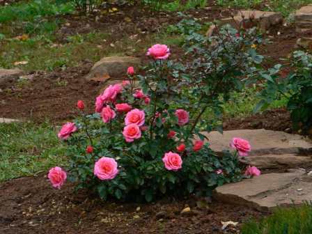 rose floribunda