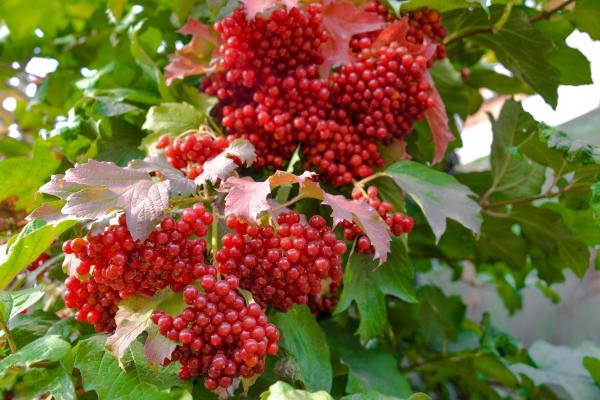 racimos de viburnum