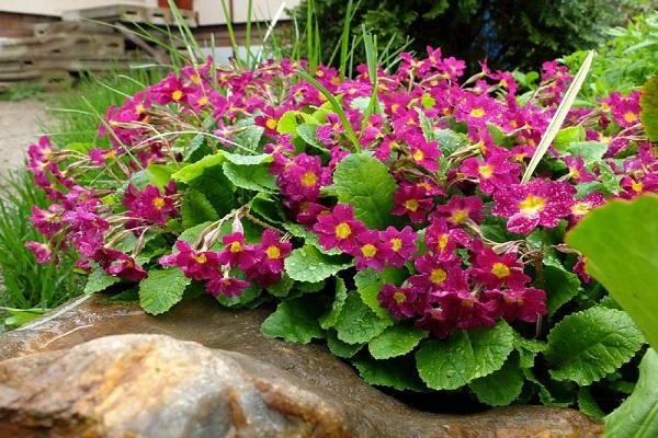 características de la primavera