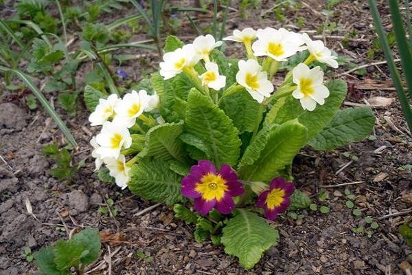 problèmes de fleurs