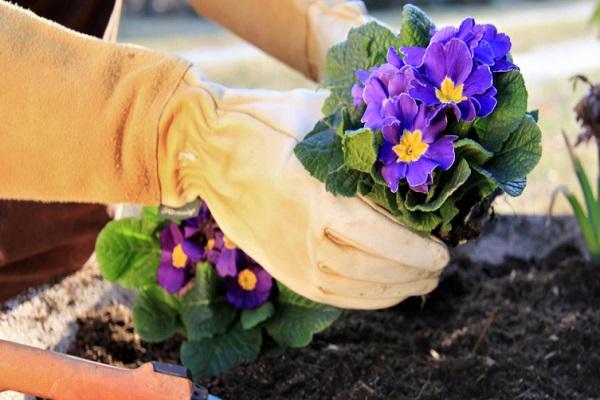 plantation dans le sol