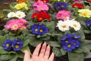 Planting and caring for perennial garden primrose, growing from seeds