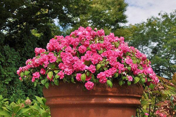 flores en el jardin