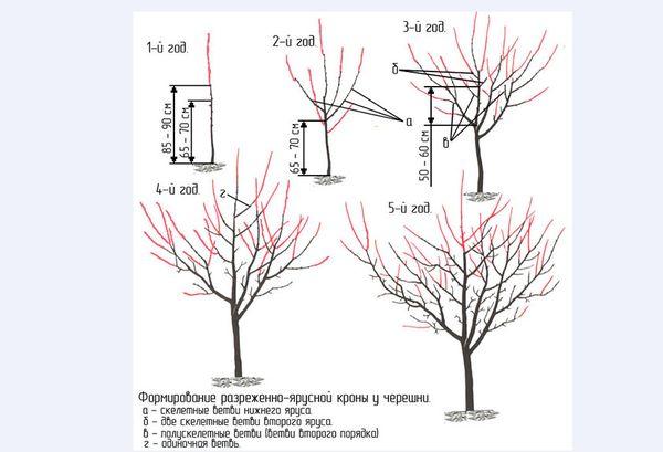 Taille des cerises