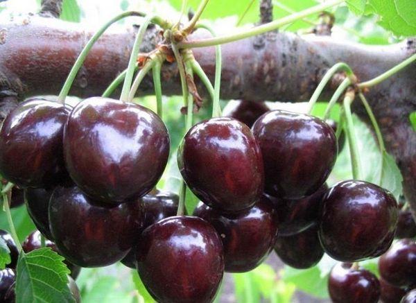 Ripe cherries