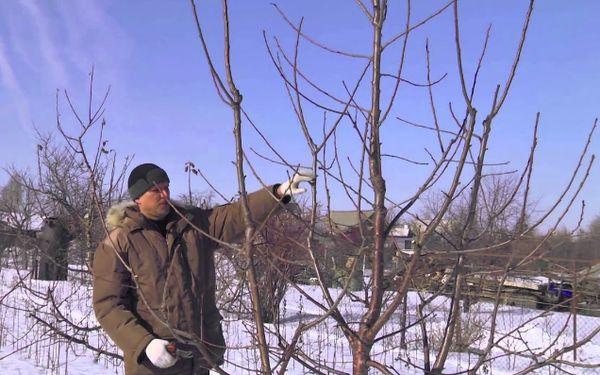 Cherry pruning