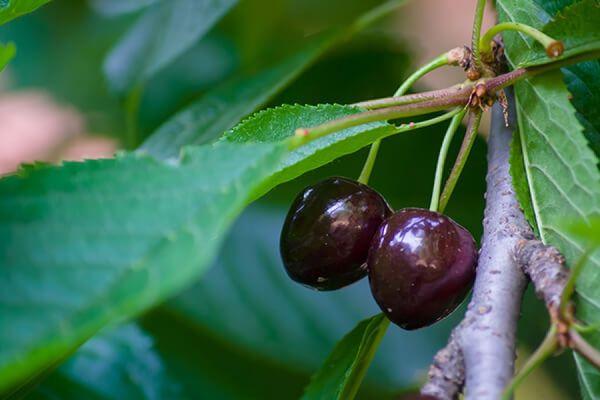 Cherry fruits