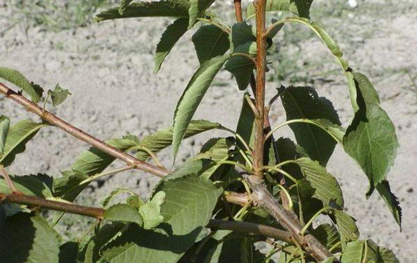 Branch with leaves