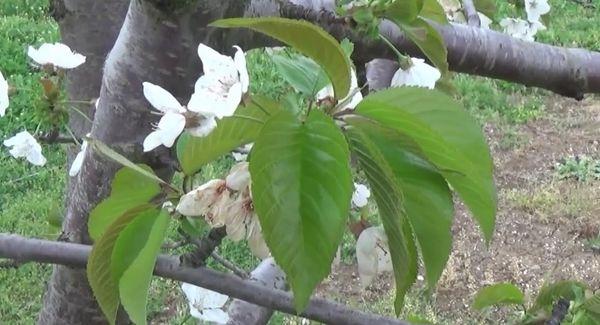 Feuilles de cerisier